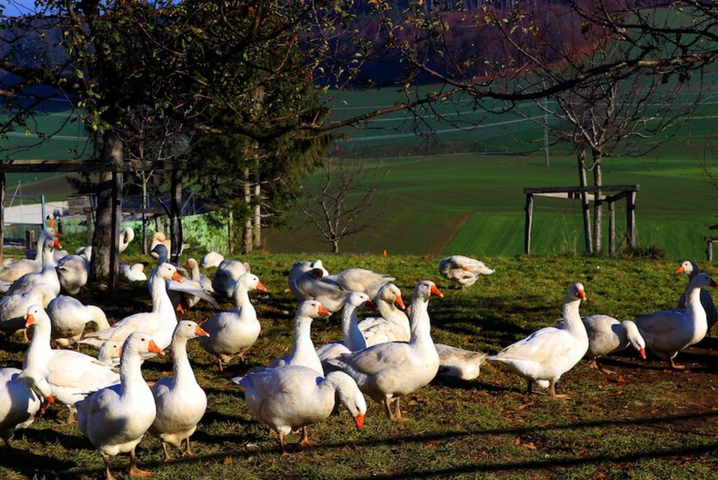 Gänse sind gute Grasverwerter und gehen nicht nur der frischen Luft wegen nach draussen. (Bild dr) 