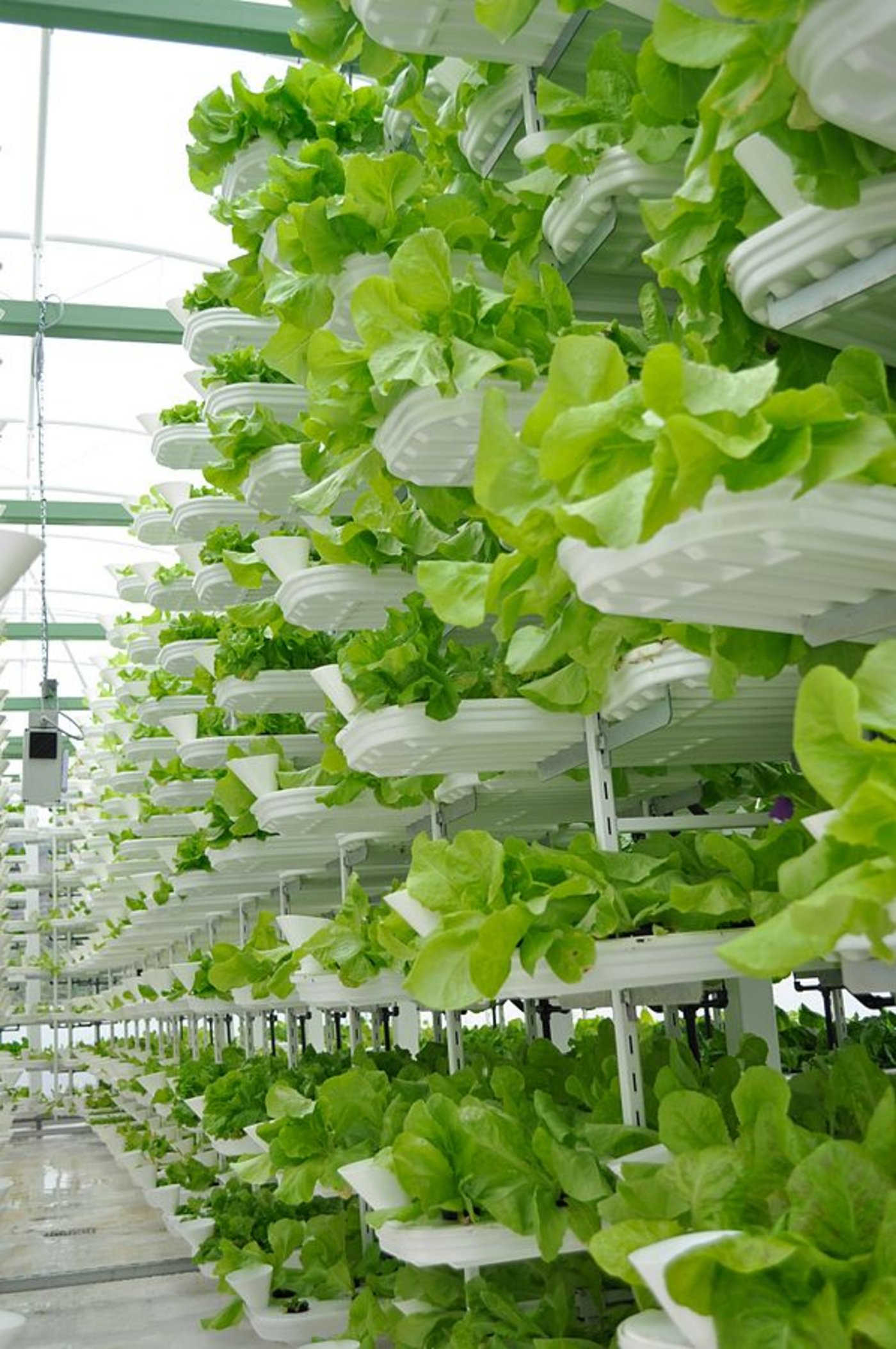 Vertikale Kulturen sind sehr produktiv, aber auch nur einseitig nutzbar. (Bild Valcenteu / Wikimedia)