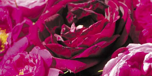 Rosen begleiten uns durchs ganze Jahr auch in der Küche. Gepflegt bereiten sie mehr Freude. (Bild Brigit Buser)