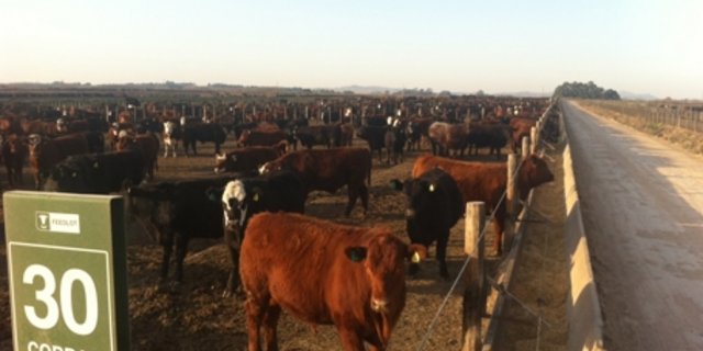 Typischer argentinischer Feedlot: Tausende von Tieren auf engstem Raum, von Gras keine Spur, grosser Einsatz von Antibiotika. (Bild akr) 