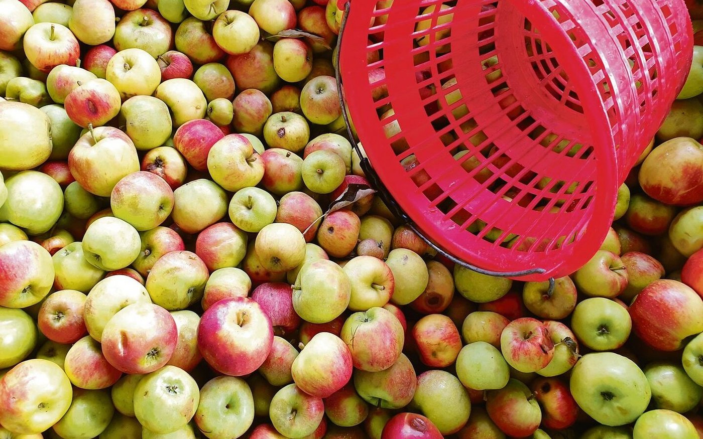 Die Bäume haben heuer wenig Ertrag, zudem wird nicht mehr alles Obst aufgelesen.  