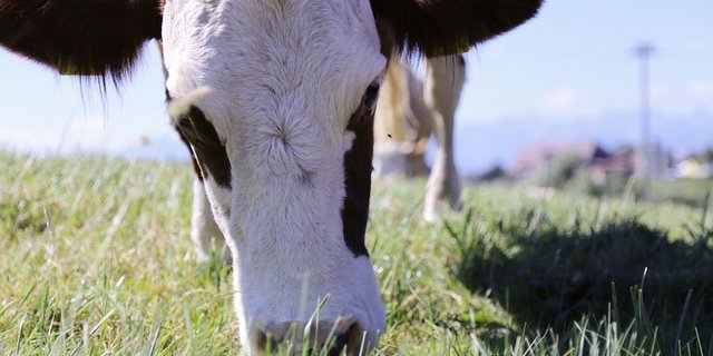 Künftig müssen Milchproduzenten mehr Anforderungen erfüllen. Dafür erhalten sie einen Zuschlag. (Bild lid/ji) 