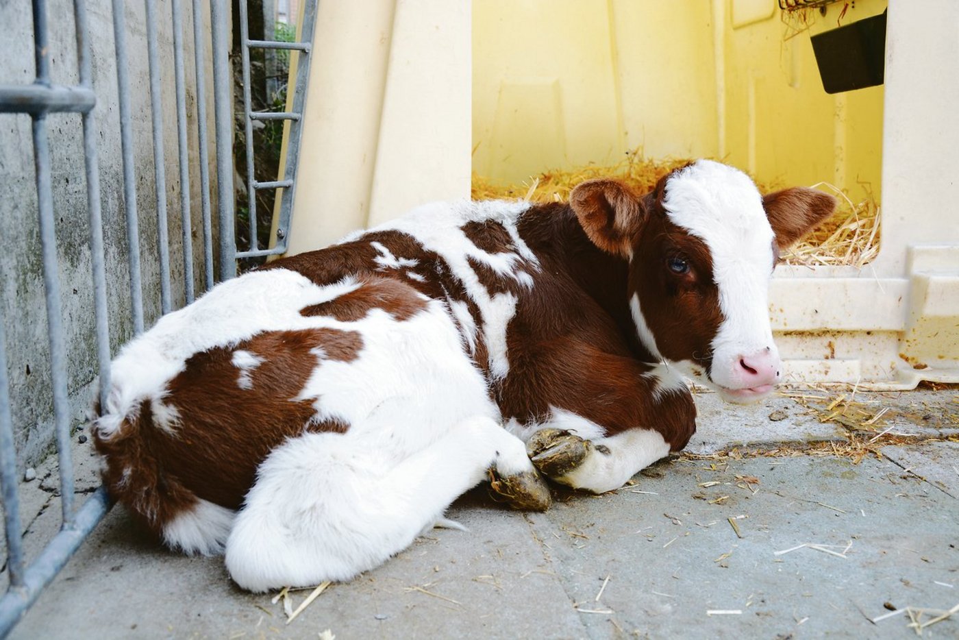 Ist das Kalb BVD-positiv oder nicht? Die Infektionsquelle eines positiven Tieres kann nicht immer nachgewiesen werden.(Bild Simone Barth)
