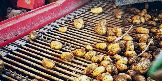 In diesen Tagen kommen die ersten Frühkartoffeln in den Boden. Wie gross die Ernte wird, entscheidet auch das Wetter.