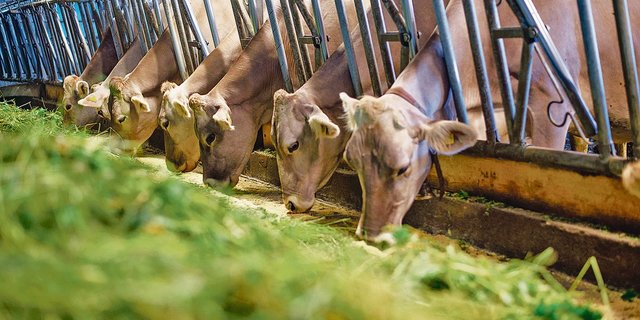 Schweizer Knospe-Wiederkäuer dürfen in Zukunft nur noch lokal produziertes Futter fressen.(Bild hja)