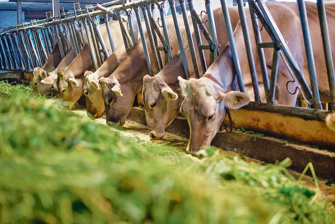 Schweizer Knospe-Wiederkäuer dürfen in Zukunft nur noch lokal produziertes Futter fressen.(Bild hja)