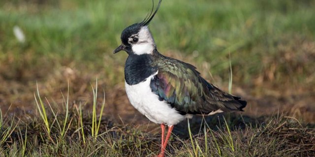2018 gab es in der Schweiz 206 Brautpaare von dem seltenen Vogel. (Bild lid/Michael Gerber)
