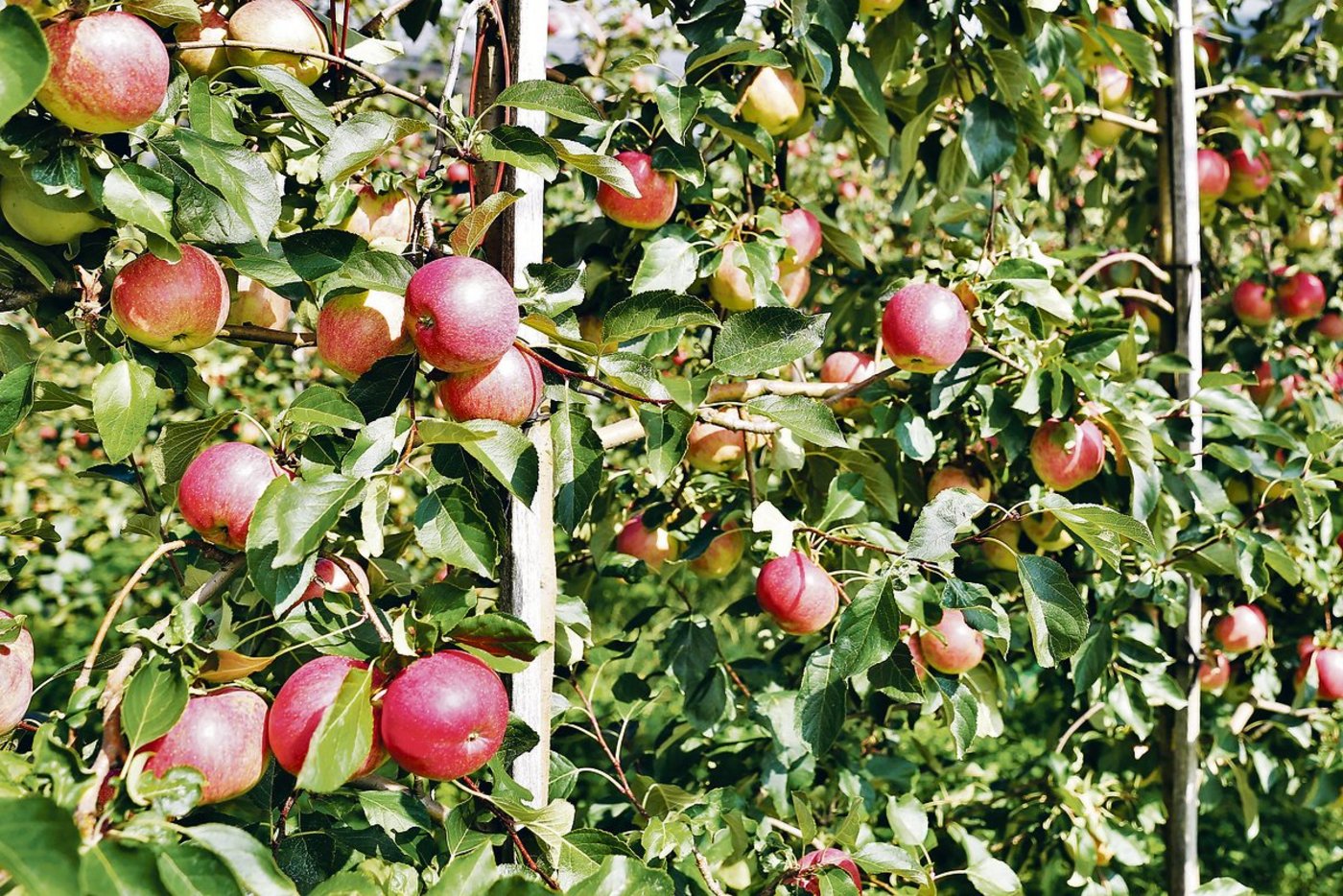 Schorfresistente Sorten wie Resi (Bild) sind für den Biolandbau geeignet. Vom Handel werden aber anfällige Apfelsorten wie Gala nachgefragt.(Bild zVg)