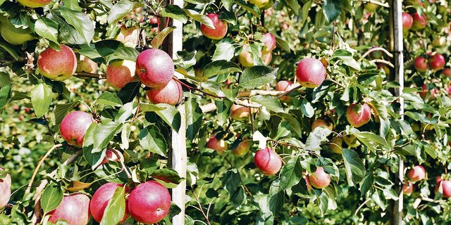 Schorfresistente Sorten wie Resi (Bild) sind für den Biolandbau geeignet. Vom Handel werden aber anfällige Apfelsorten wie Gala nachgefragt.(Bild zVg)