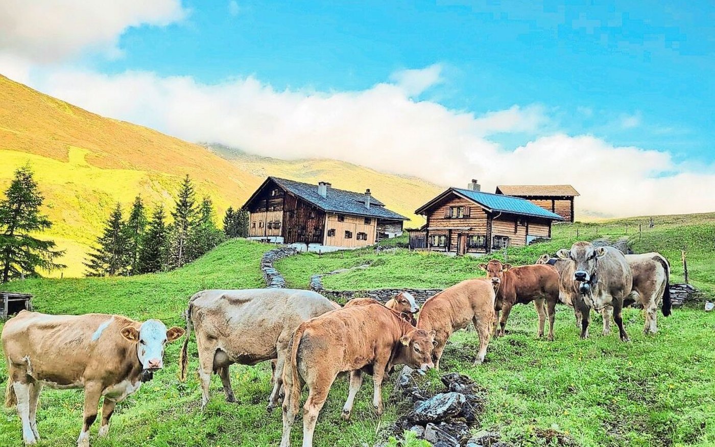 So idyllisch es aussieht: Das Alpleben ist mit strenger Arbeit verbunden. Hier auf der Alp Bodenälpli in Thalkirch.