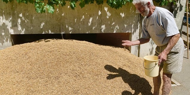 Hier geht es noch urchig und traditionell zu und her: Ruedi Bucheli von der Biomüli Geuensee begutachtet den soeben angelieferten Bio-Urdinkel aus Richenthal und nimmt eine Probe. (Bilder Josef Scherer)