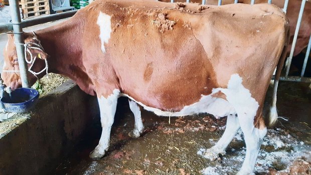 Viele der Tiere hörten beim Scheren mit dem Fressen auf, so gerne haben sie den «Coiffeur».