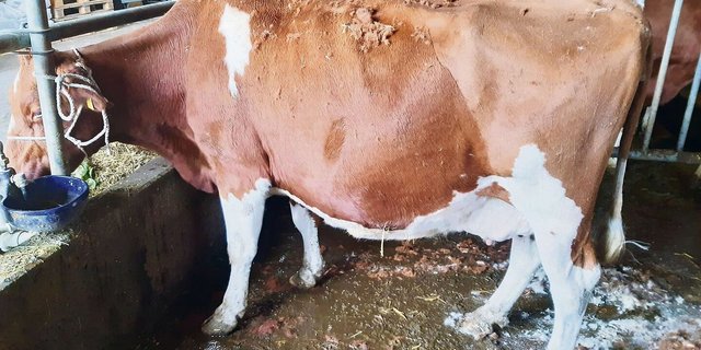 Viele der Tiere hörten beim Scheren mit dem Fressen auf, so gerne haben sie den «Coiffeur».