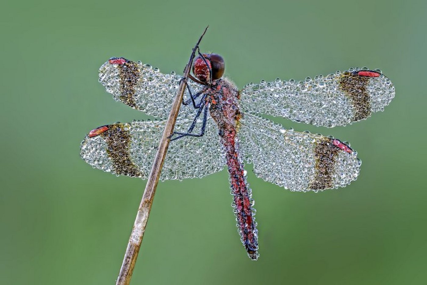 Eine gebänderte Heidelibelle voller Tautropfen. (Bilder zVg/Landliebeverlag)
