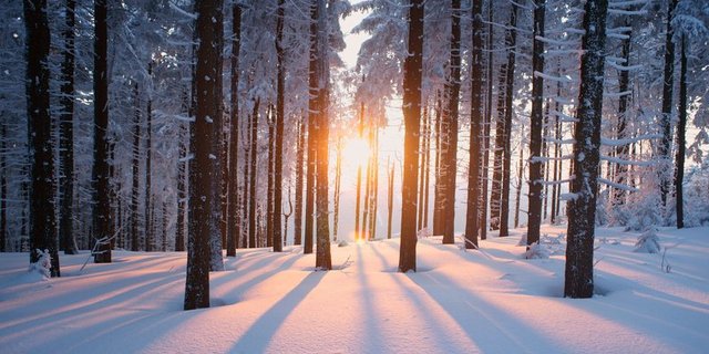  Im Forstbetrieb Bucheggberg wird auf 1200 Hektaren 100'000 Tonnen CO2 eingelagert. (Symbolbild Fotolia) 