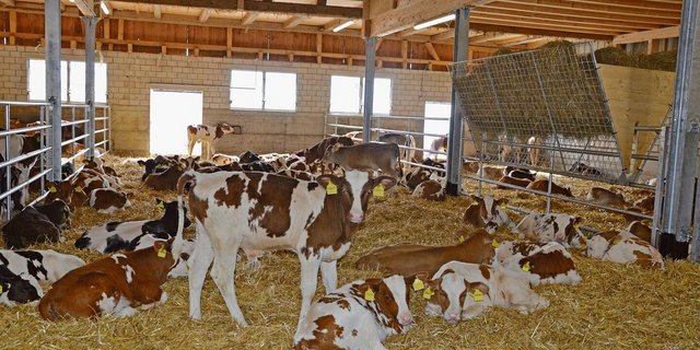 Gutes Stallklima hilft den eingestallten Tränkern mehr als das grossflächige Scheren des Rückens.