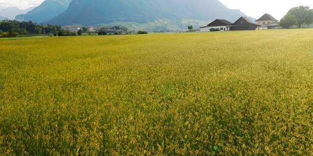 Unerwünscht: Mit Borstenhirse befallene Parzelle auf der Allmend Buochs/Ennetbürgen.(Bild Dominik Amrein/Marco Odermatt)