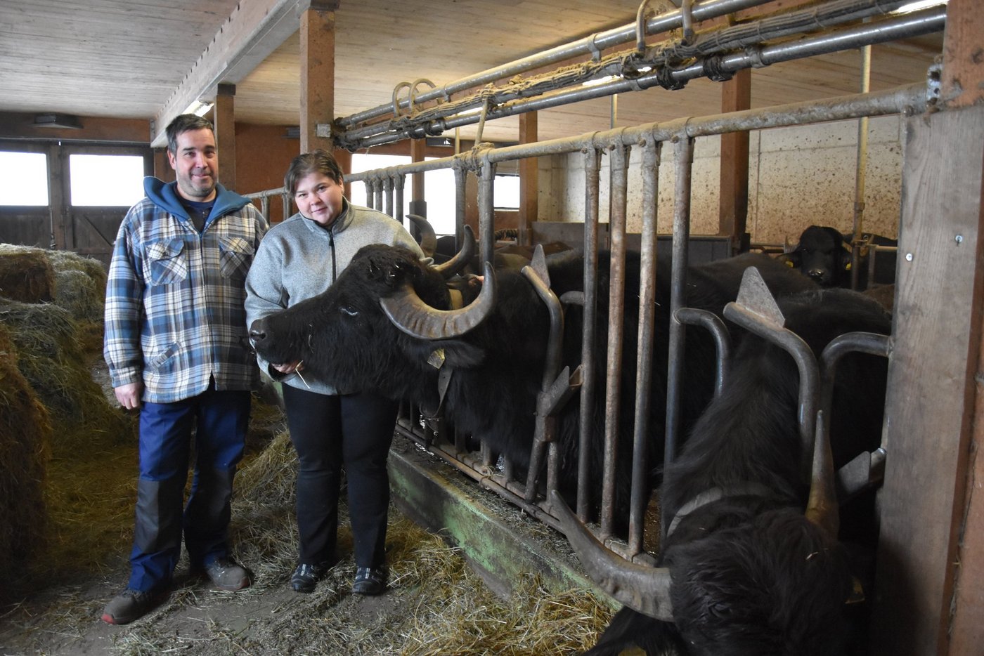 Christian (47) und Sonya (36) Egli-Aebischer posieren mit ihren zutraulichen Wasserbüffeln im Laufstall. «Wenn der Büffel nicht will, nützt alles Stossen und Ziehen nichts», sagt das Betriebsleiterpaar übereinstimmend. (Bild BauernZeitung/sjh)