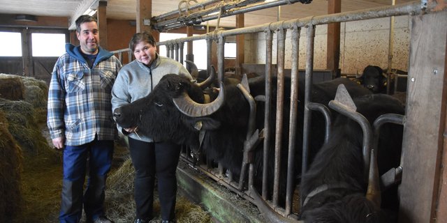 Christian (47) und Sonya (36) Egli-Aebischer posieren mit ihren zutraulichen Wasserbüffeln im Laufstall. «Wenn der Büffel nicht will, nützt alles Stossen und Ziehen nichts», sagt das Betriebsleiterpaar übereinstimmend. (Bild BauernZeitung/sjh)