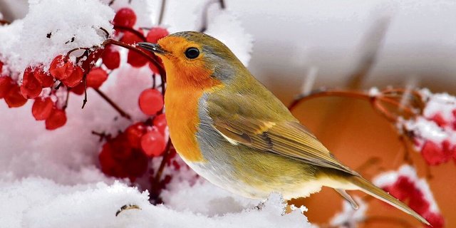 Die Beeren des Schneeballs sind eine willkommene Nahrungsquelle, etwa für Rotkehlchen.