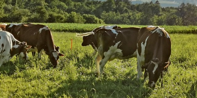 Die Zahl der weiblichen Red-Holstein-Tiere nimmt weiter ab. Gegenüber dem Vorjahr noch einmal um 5155 Stück. 