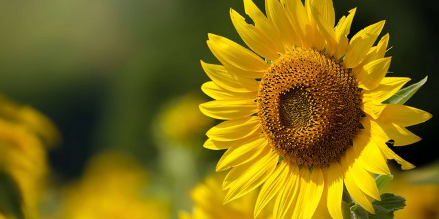 Wer mitmacht, dem stellt der SBV eine Vorlage zur Information der Bevölkerung zur Verfügung. (Bild zVg)