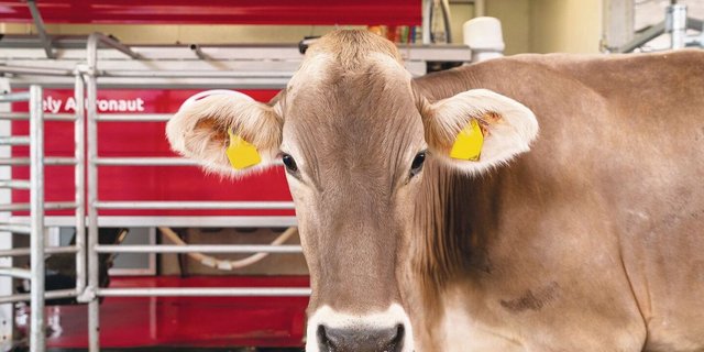 Damit das automatisierte Melken mit dem Roboter funktioniert, müssen die Weideflächen nicht zwingend arrondiert um den Betrieb liegen.