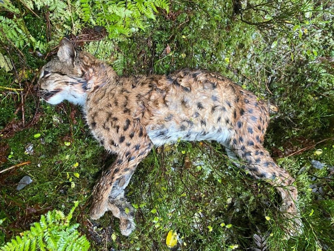 Der tote Luchs wurde am letzten Sonntag in der Nähe des Etang des Royes, in der Gemeinde Le Bémont entdeckt. (Bild Kanton Jura)