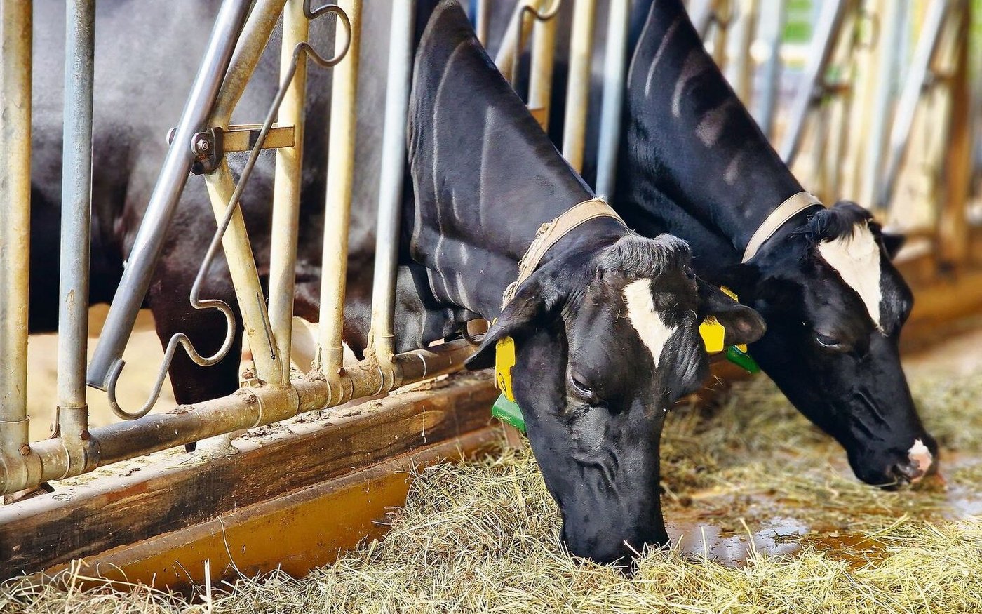Den Kühen an der Fressachse nur noch 30 % TS zu geben und darauf zu hoffen, dass sie den Rest draussen auf der Weide fressen, ist unüberlegt.