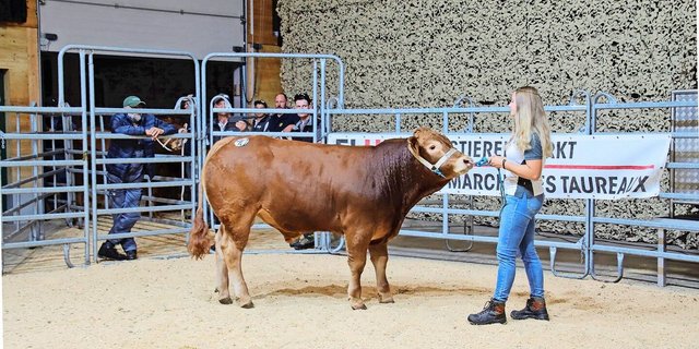 Der Limousin-Stier Burris Dodo von Familie Burri aus Dagmersellen LU erzielte den Tageshöchstpreis von 8700 Franken.