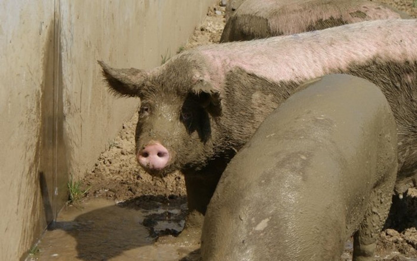 Schlamm ist die natürliche Sonnencrème der Schweine. (Bild mg)