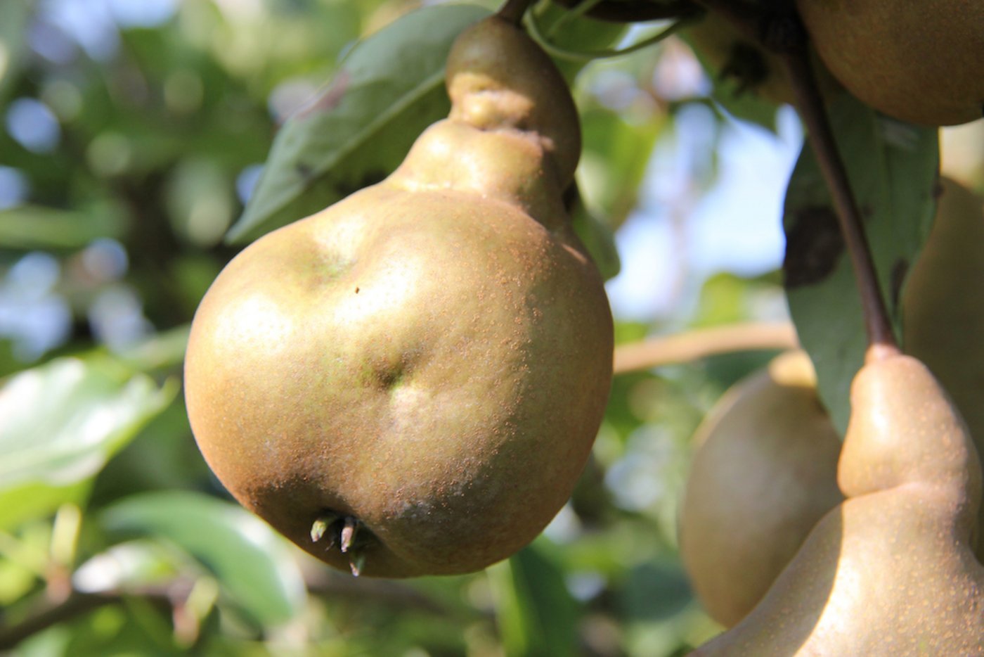 Besonders betroffen seien die Birnenkulturen angrenzend zu Häusern, Scheunen oder zu Siedlungsgebieten. (Bilder Obstverband)
