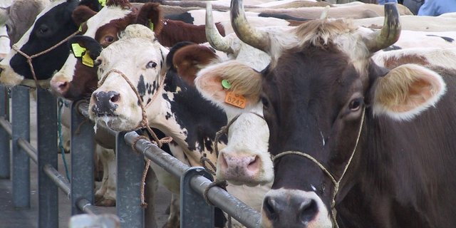 Schlachtviehmarkt in Weinfelden (Bild BauZ)