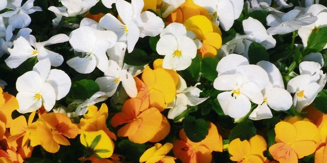 Mit gelben, cremefarbenen und weissen Stiefmütterchen erzeugt man im Frühling einen fröhlichen Effekt.