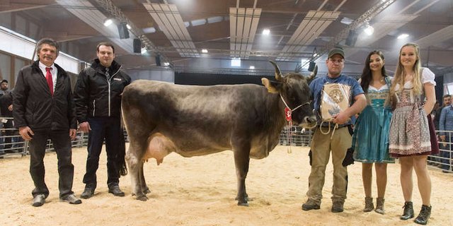 Die beiden Richter Jon Paul Thom und Stefan Hodel sowie die Ehrendamen umrahmen «Miss Milchkuh» Dinmark Tamara von Heinz Gantenbein. (Bild zVg)