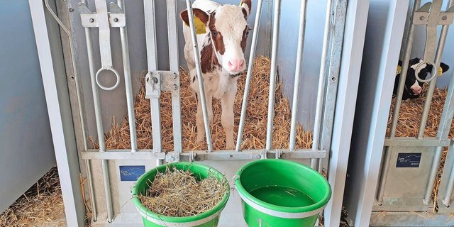 Kälber müssen laut Schweizer Tierschutzverordnung ab dem ersten Lebenstag jederzeit freien Zugang zu Wasser haben.