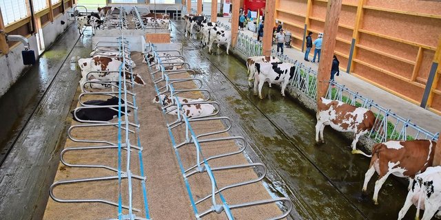 Der neue Laufstall bietet Platz für 66 Kühe. Die Liegeboxen sind mit Strohwürfeln gefüllt. «Der Neubau ist für uns eine enorme Arbeitserleichterung», sagt Heinz Baur zufrieden. 