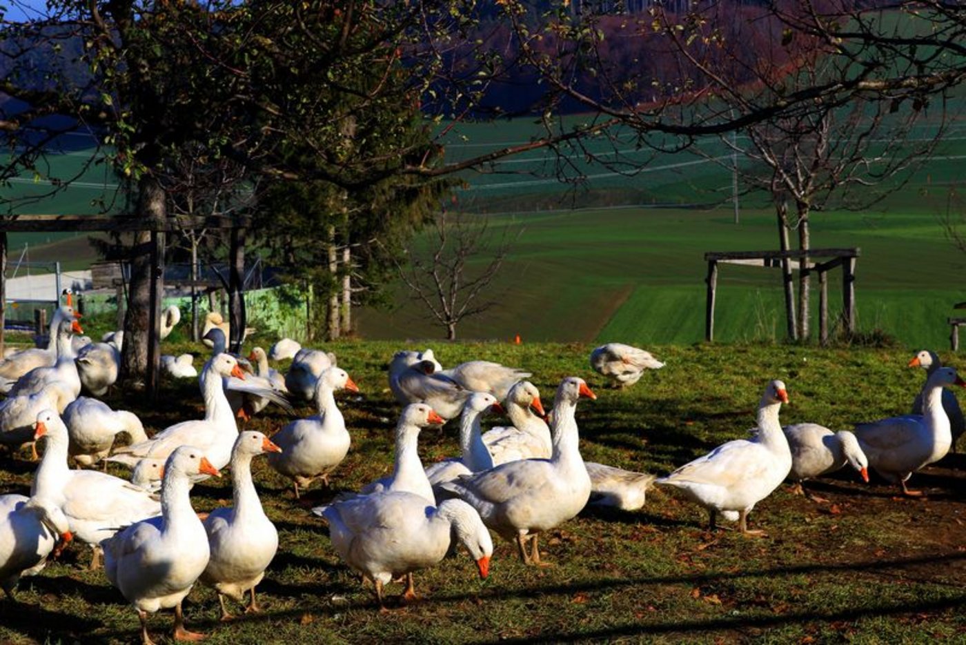 Weidegänse - wie hier auf dem Bio-Hof Egg - sind in der Schweiz im Kommen. (Bild lid)