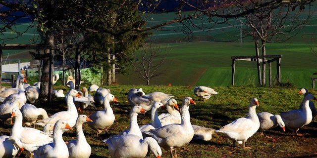 Weidegänse - wie hier auf dem Bio-Hof Egg - sind in der Schweiz im Kommen. (Bild lid)