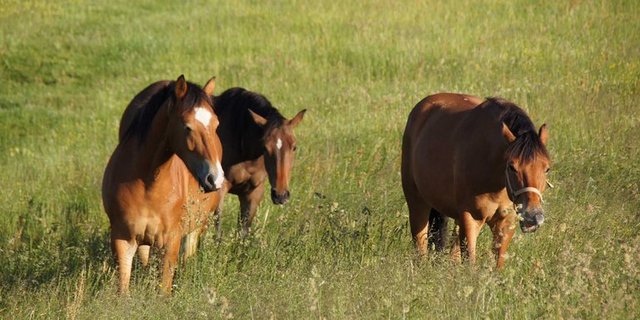 Pferdefleisch wird nur wenig gegessen:  Der jährliche Pro-Kopf-Konsum in der Schweiz liegt mit 0,43 kg. (Bild lid)