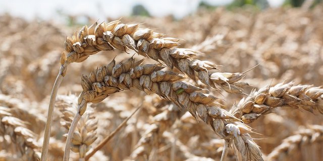 Teile der Brotgetreideernte 2017 müssen deklassiert werden. (Bild Pixabay)