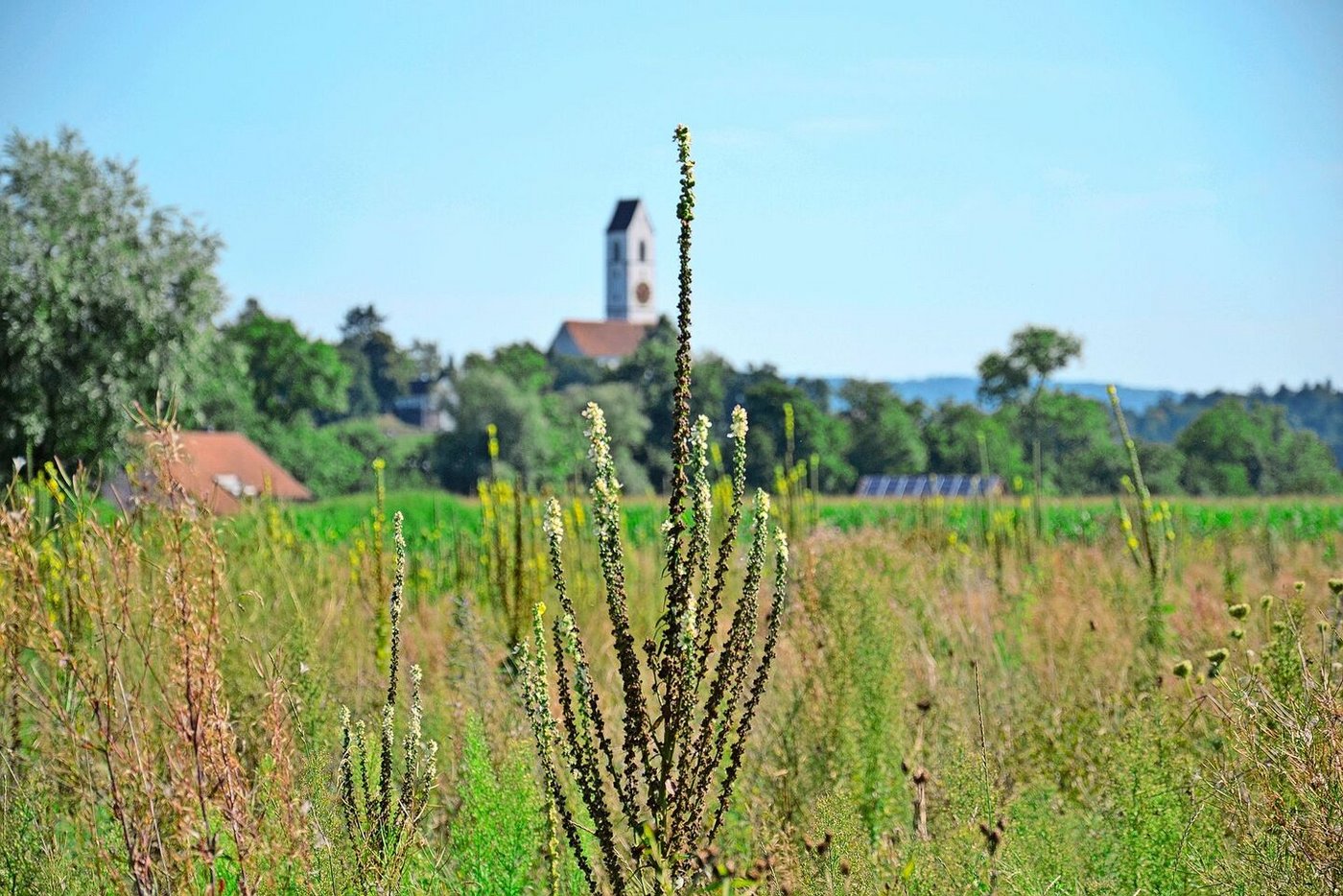 Suhr ist eine Agglomerationsgemeinde. Die Identifikation der Bevölkerung mit dem Kulturland komme der Landwirtschaft zugute, ist Thomas Baumann überzeugt. Das habe eine Gemeindeabstimmung verdeutlicht.
