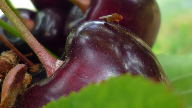 Die Kirschessigfliege ist ein gefürchteter Schädling im Obst- und Weinbau und wurde ursprünglich aus Asien eingeschleppt. (Bild/lid) 