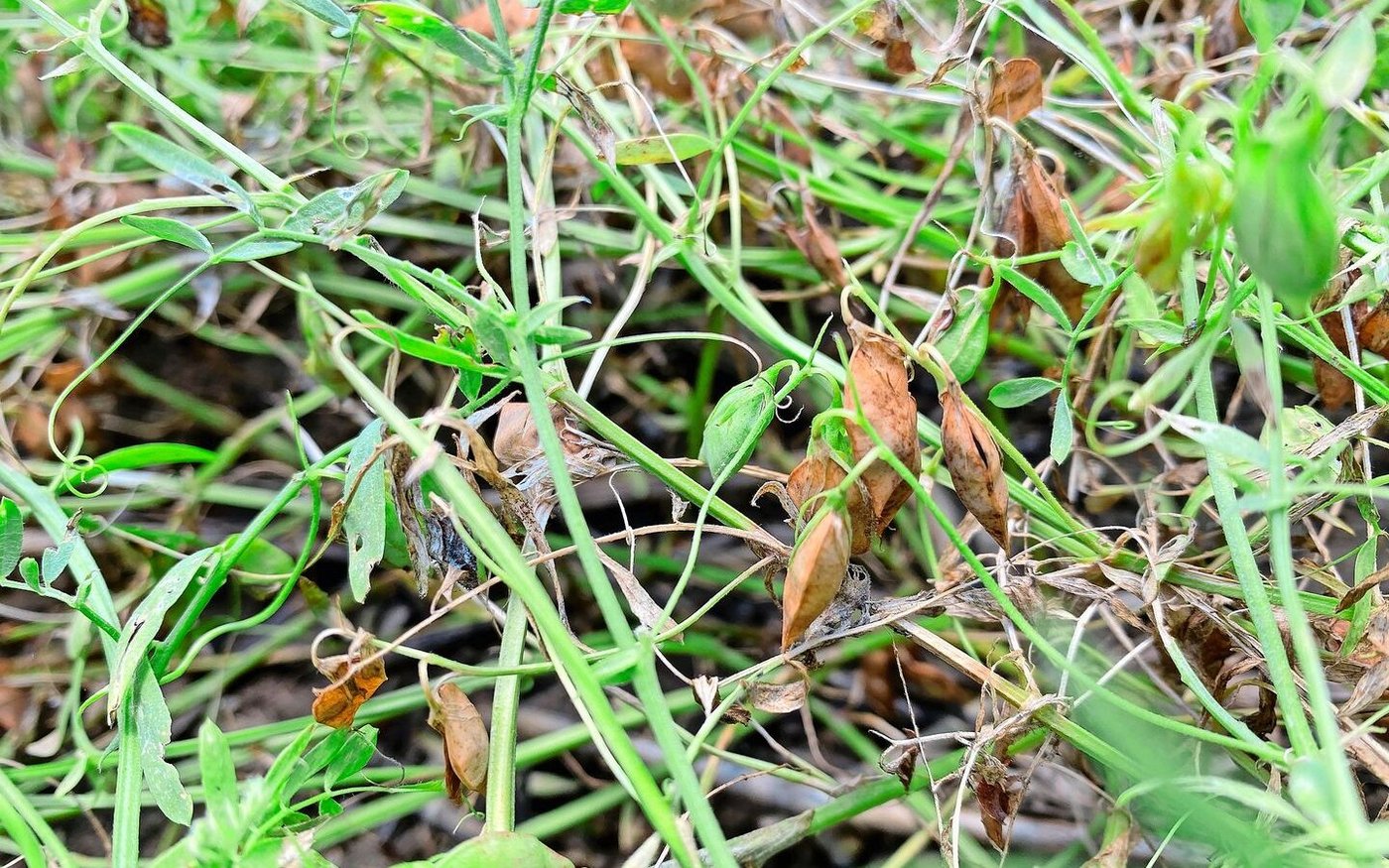 Sowohl Kichererbsen als auch Linsen (Bild) reifen nicht gleichmässig ab. Für Linsen passende Knöllchenbakterien leben bereits in Schweizer Böden.