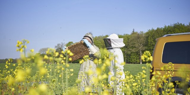 Bestäubungsimker bringen die Mauerbienen mit dem Auto direkt zu einer Rapskultur. (Bilder Beesharing) 