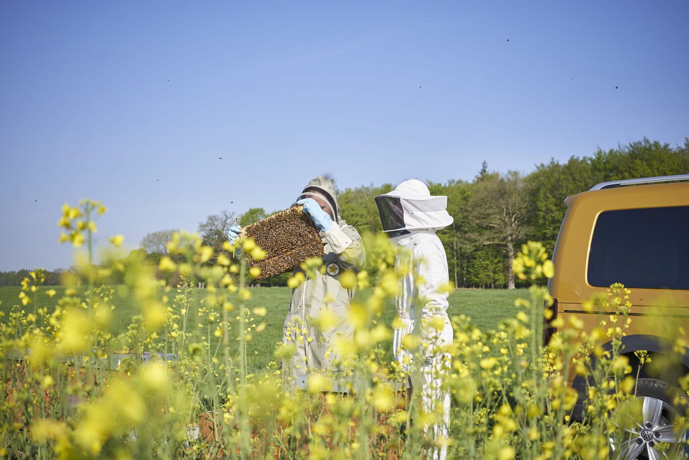 Bestäubungsimker bringen die Mauerbienen mit dem Auto direkt zu einer Rapskultur. (Bilder Beesharing) 