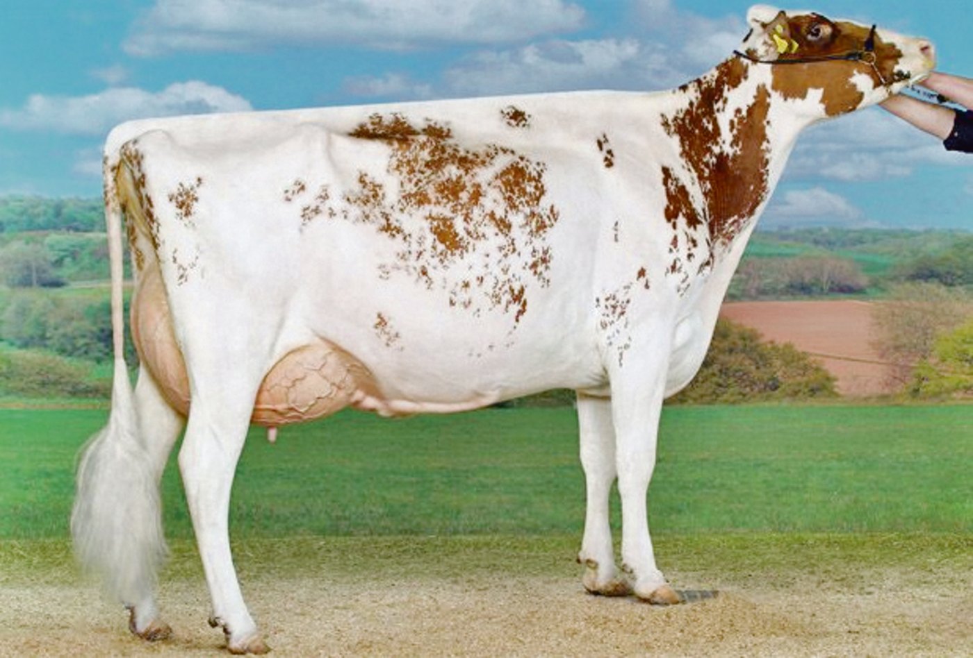 In Cremona (I) 2010 wurde Rustler Pepita von Everdes Holstein, Echarlens FR, Junior und Grand Champion. (Bild ws)