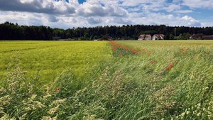 Wogendes Getreide und leuchtend roter Mohn: Biodiversität auf Ackerflächen ist schön anzusehen und kann agronomisch von Nutzen sein. Das setzt eine gute Planung und angemessene Pflege voraus. 
