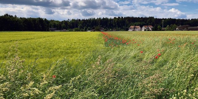 Wogendes Getreide und leuchtend roter Mohn: Biodiversität auf Ackerflächen ist schön anzusehen und kann agronomisch von Nutzen sein. Das setzt eine gute Planung und angemessene Pflege voraus. 