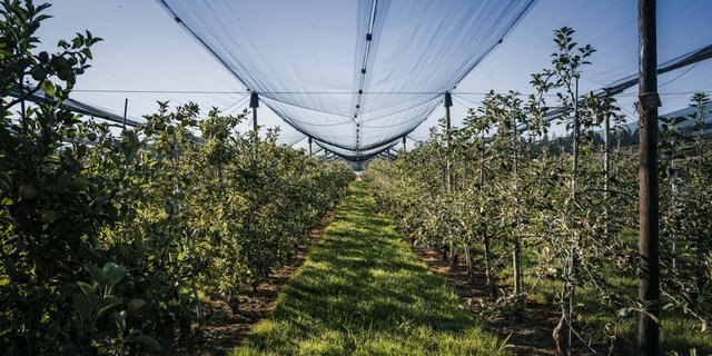 Dank der Zusammenarbeit mit den Behörden konnten Betriebe in nützlicher Frist genug Erntehelfer(innen) rekrutieren. (Bild SOV)
